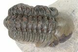 Bargain, Reedops Trilobite - Atchana, Morocco #340905-2